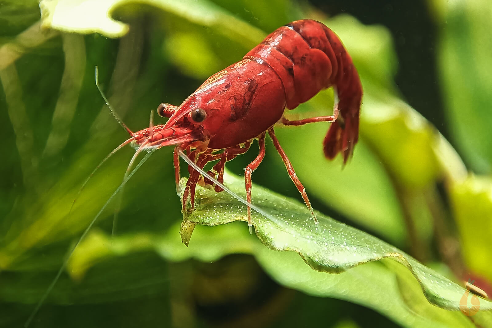 Rote Bloody Mary Sakura Garnele | Neocaridina davidi