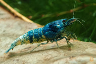 Blue Bolt Garnele | Caridina sp. Taiwan Bee