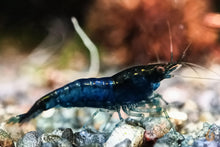 Lade das Bild in den Galerie-Viewer, Blue Dream / Blue Velvet Garnele | Neocaridina davidi &quot;Blue Dream&quot;
