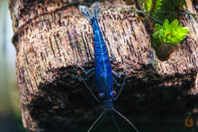 Lade das Bild in den Galerie-Viewer, Blue Dream / Blue Velvet Garnele | Neocaridina davidi &quot;Blue Dream&quot;
