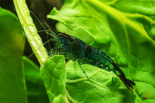 Lade das Bild in den Galerie-Viewer, Blue Dream / Blue Velvet Garnele | Neocaridina davidi &quot;Blue Dream&quot;
