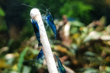 Lade das Bild in den Galerie-Viewer, Blue Dream / Blue Velvet Garnele | Neocaridina davidi &quot;Blue Dream&quot; auf einem Garnelen Lollie / Lutscher
