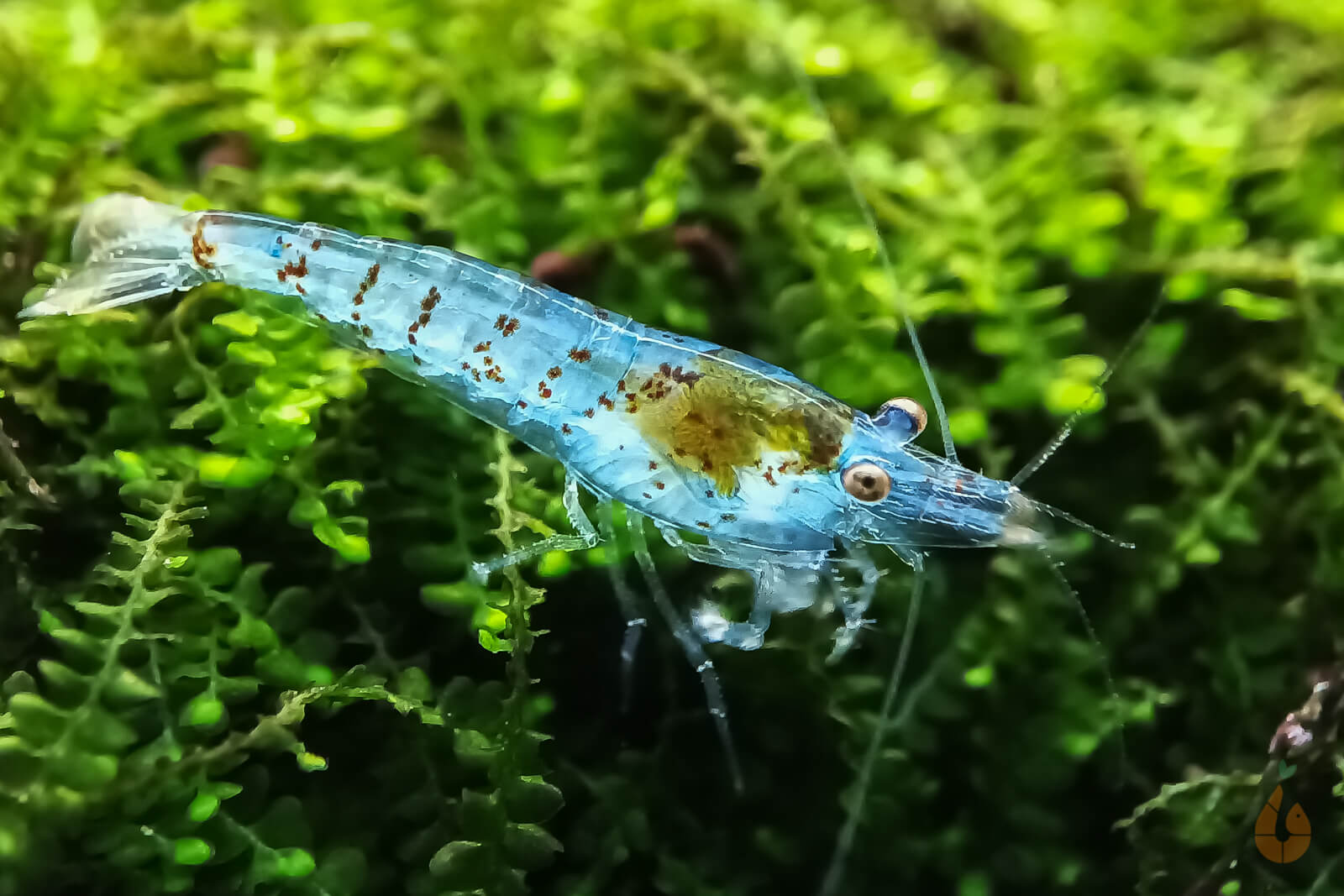 Super Blue Pearl Garnele | Neocaridina palmata 