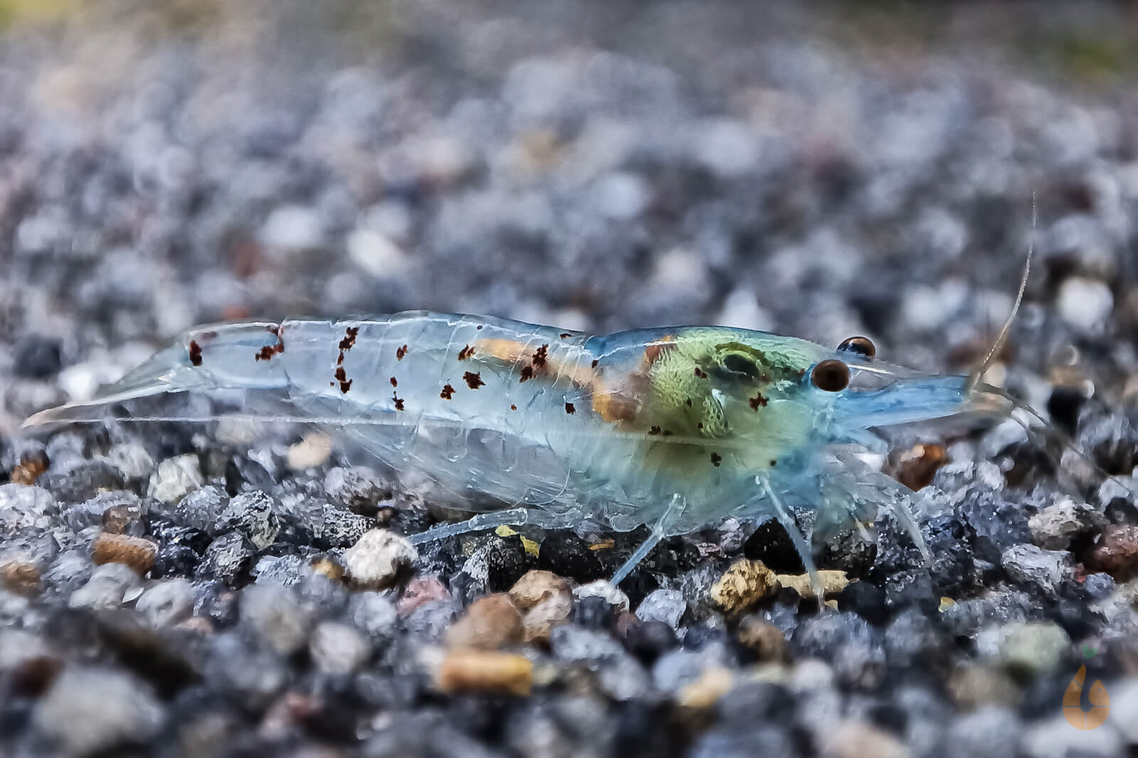 Blue Pearl Garnele | Neocaridina palmata 