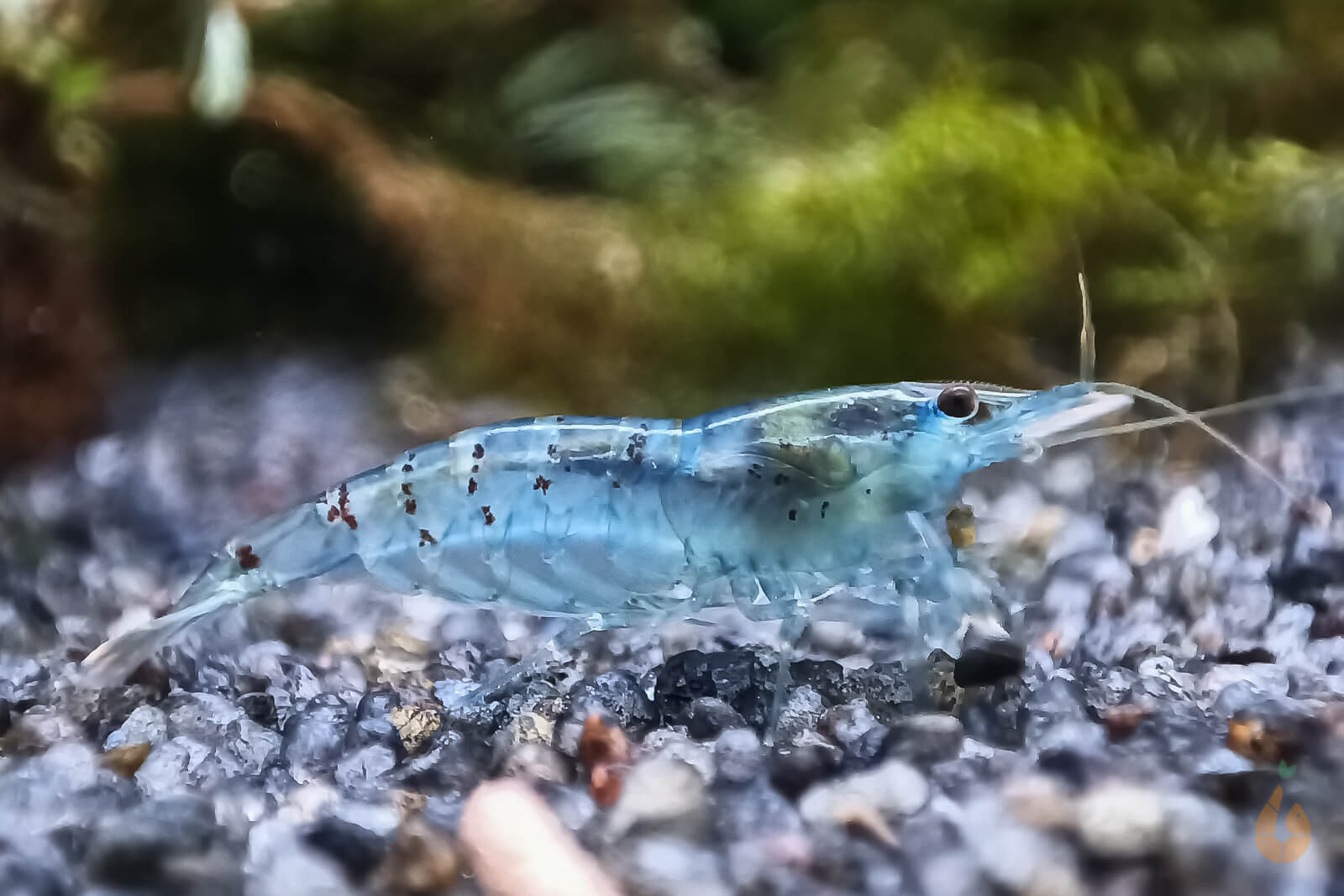 Hellblaue Jelly Garnele | Neocaridina davidi 