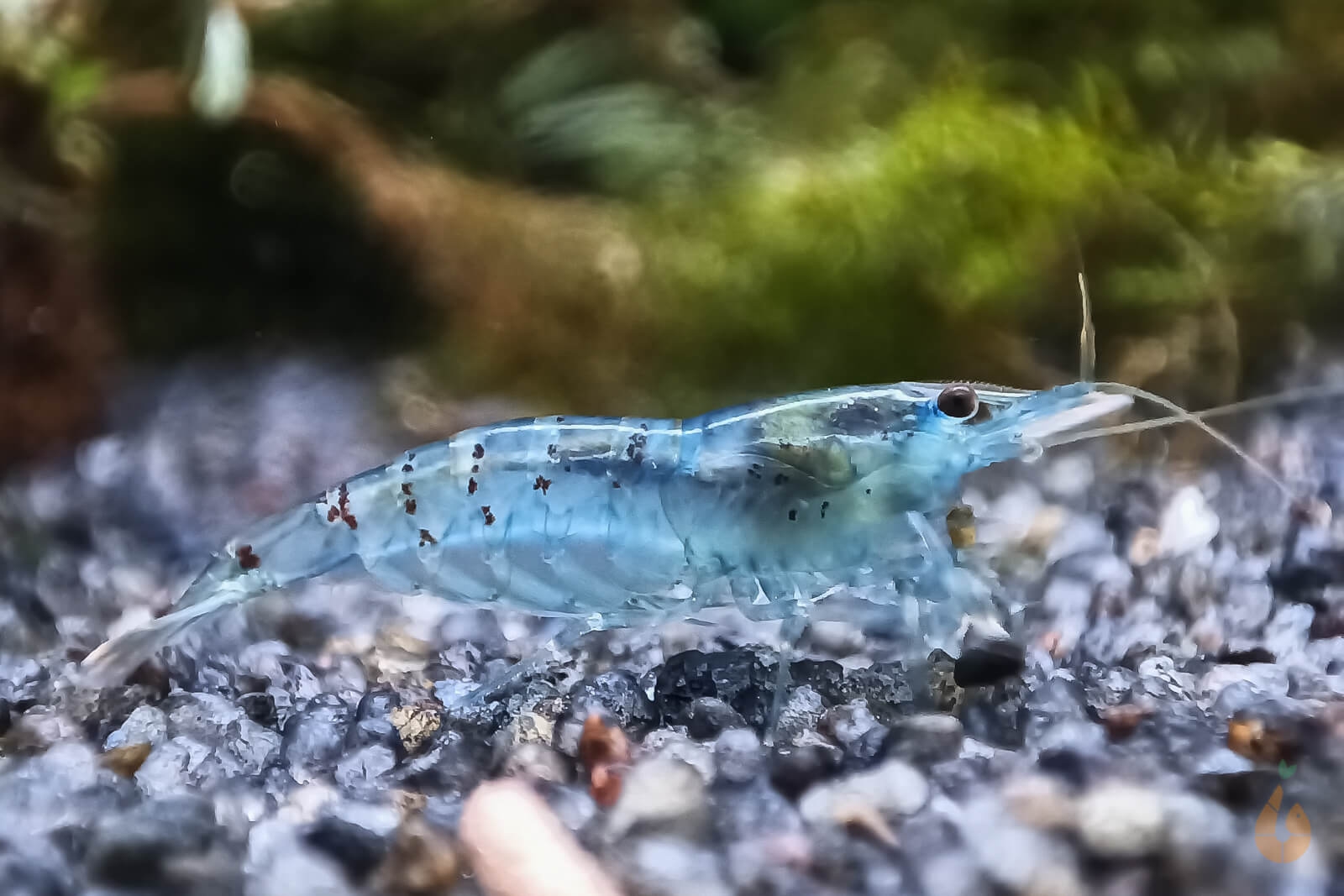 5 stuks Blue Rili dwerggarnalen Neocaridina davidi/Blue Rili Aquarium garnalen 5 stuks Blue Rili dwerggarnalen Neocaridina davidi/Blue Rili Aquarium garnalen