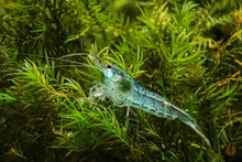 Lade das Bild in den Galerie-Viewer, Super Blue Pearl Garnele | Neocaridina palmata &quot;Blue Pearl&quot;
