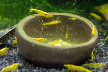 Lade das Bild in den Galerie-Viewer, Yellow Neon Garnelen fressen Aqua Birne - Premium Blütenpollen | Zusatzfutter für Wirbellose
