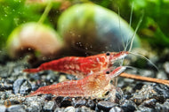 Red Fire / Red Cherry Garnele | Neocaridina davidi 