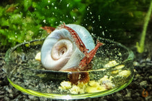 Lade das Bild in den Galerie-Viewer, Red Fire mini Garnelen fressen Aqua Birne - Premium Blütenpollen | Zusatzfutter für Wirbellose
