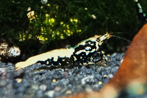 Schwarze Boa Garnele - Weiß / Blau / Golden | Skyfish Stamm | Caridina sp. im Aquarium