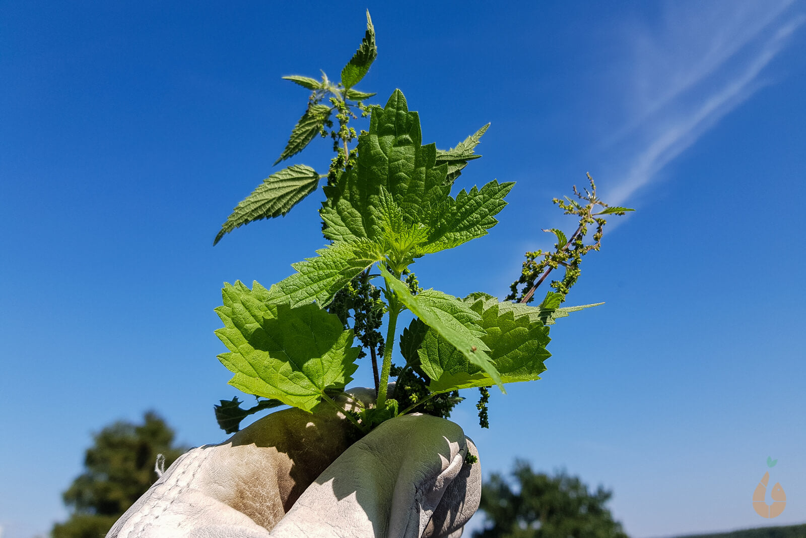 Brennnessel Blätter getrocknet