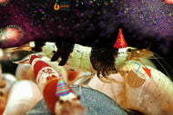 Bunter Bienengarnelen Party-Mix | Bunte Farbmischung | Caridina sp. | 10+1 & kostenlose Probe