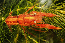 Lade das Bild in den Galerie-Viewer, Oranger Zwergflusskrebs CPO | Cambarellus patzcuarensis orange im Garnelen Aquarium
