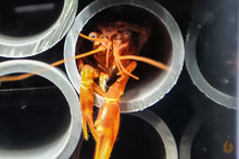 Lade das Bild in den Galerie-Viewer, Oranger Zwergflusskrebs CPO | Cambarellus patzcuarensis orange im Krebsaquarium

