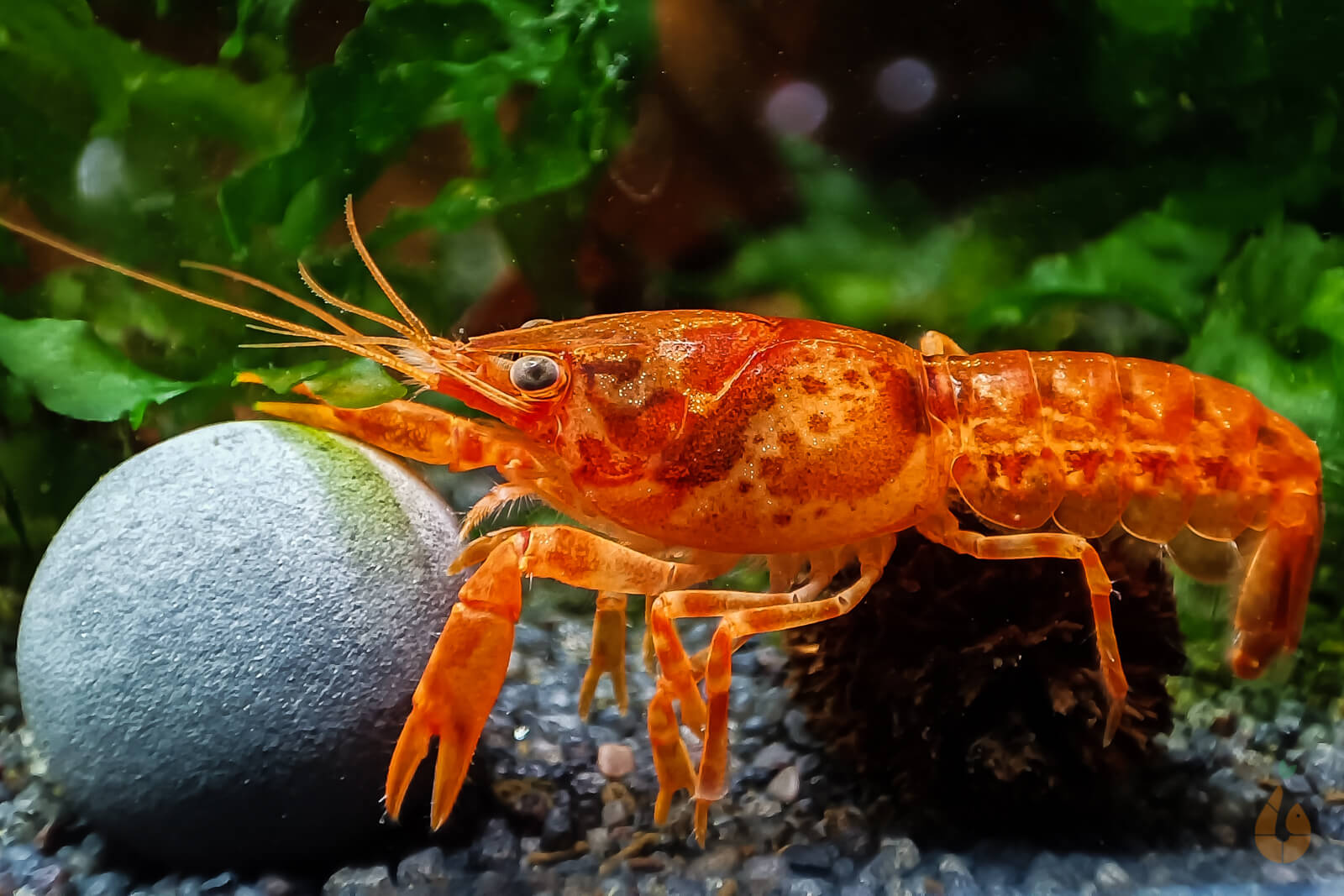 Oranger Zwergflusskrebs CPO | Cambarellus patzcuarensis orange im Aquarium