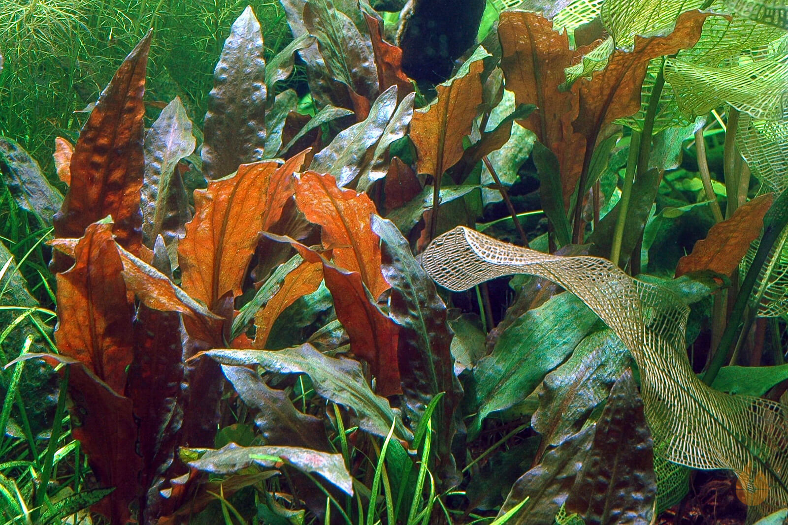 Mi-Oya Wasserkelch | Cryptocoryne wendtii 'Mi Oya' | In Vitro Aquariumpflanze im Aquarium