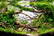 Lade das Bild in den Galerie-Viewer, Dreiteiliger Wassernabel | Hydrocotyle sp. &quot;Japan&quot; | In Vitro Aquariumpflanze Aquasacpe Aquarium
