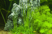 Lade das Bild in den Galerie-Viewer, Eriocaulon Cinereum | Aquariumpflanze Blüten / blüht im Aquarium
