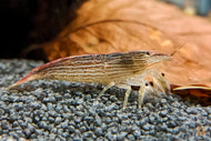 Molukkenfächergarnele | Fächergarnele | Atyopsis moluccensis