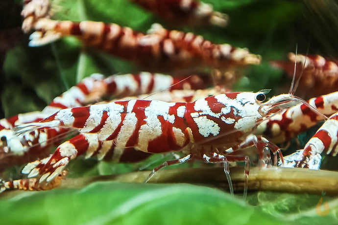 Red Fancy Tiger Garnele | Lightning Stamm | Caridina sp. in Garde SS