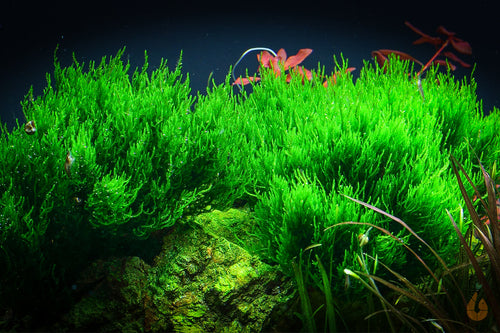 Flammenmoos | Taxiphyllum 'Flame Moss' | Aquariummoos im Aquarium