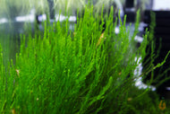 Flammen Moos / Flammenmoos | Taxiphyllum sp. 