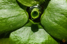 Lade das Bild in den Galerie-Viewer, Südamerikanischer Froschbiss - Limnobium laevigatum | Schwimmpflanze kleiner Froschbiss
