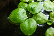 Lade das Bild in den Galerie-Viewer, Südamerikanischer Froschbiss - Limnobium laevigatum | Schwimmpflanze
