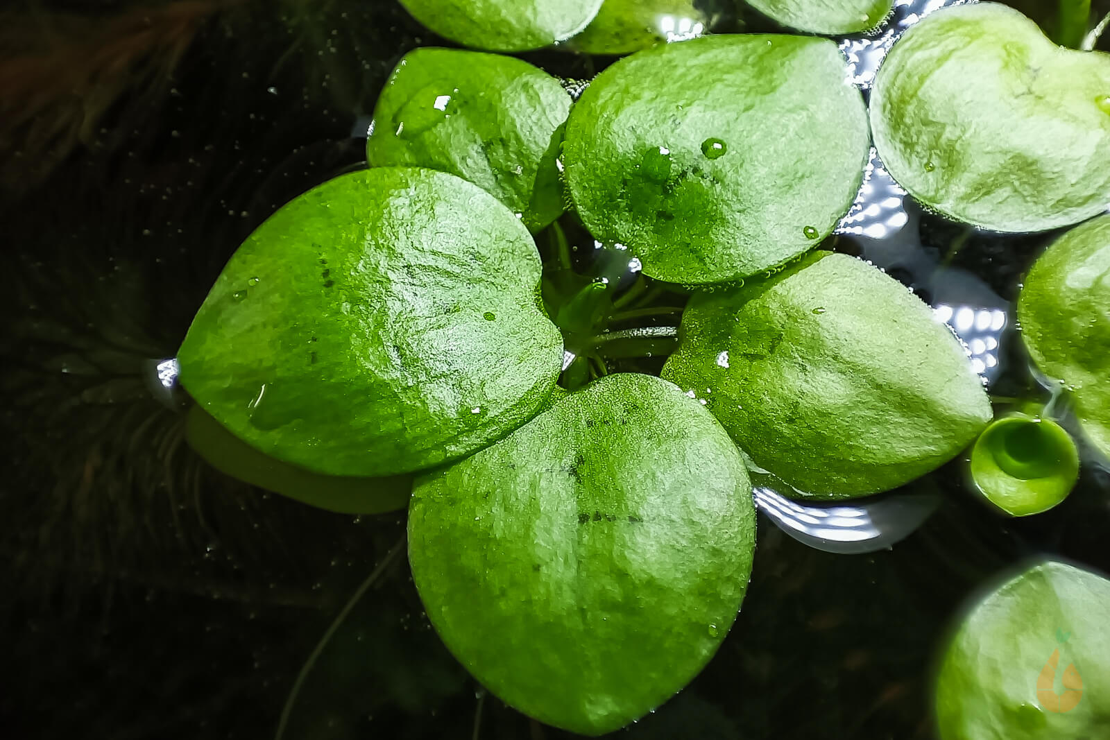Südamerikanischer Froschbiss - Limnobium laevigatum | Schwimmpflanze