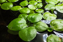 Lade das Bild in den Galerie-Viewer, Südamerikanischer Froschbiss - Limnobium laevigatum | Schwimmpflanze
