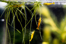 Lade das Bild in den Galerie-Viewer, Südamerikanischer Froschbiss - Limnobium laevigatum | Schwimmpflanze mit Yellow Fire Garnelen zwischen den Luftwurzeln
