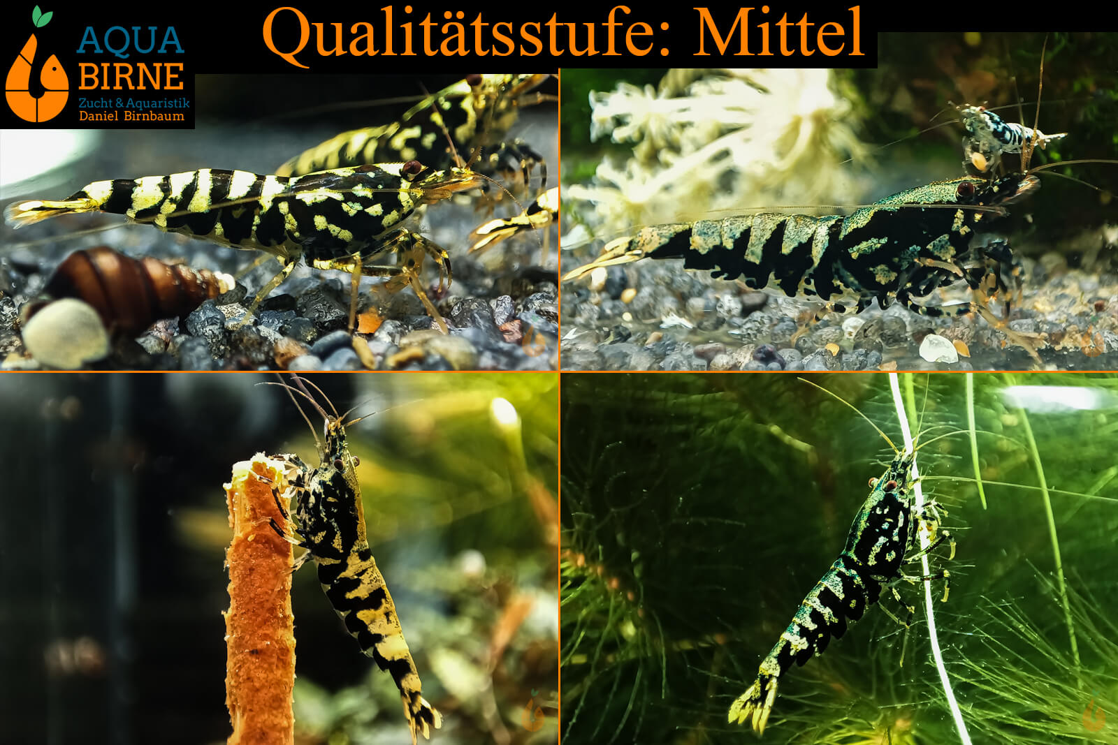 Schwarze Galaxy Fishbone Garnele | Skyfish Stamm | Caridina sp. - Qualität Mittel