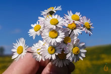 Lade das Bild in den Galerie-Viewer, Gänseblümchen Blüten getrocknet | Premium Qualität
