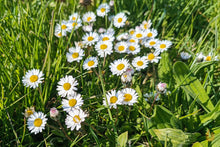 Lade das Bild in den Galerie-Viewer, Gänseblümchen Blüten getrocknet | Premium Qualität
