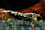 Schwarze Galaxy Fishbone Garnele | Skyfish Stamm | Caridina sp. im Aquarium