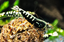 Lade das Bild in den Galerie-Viewer, Schwarze Galaxy Fishbone Garnele | Skyfish Stamm | Caridina sp. im Aquarium auf einem Erlenzapfen
