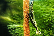 Lade das Bild in den Galerie-Viewer, Schwarze Galaxy Fishbone Garnele | Skyfish Stamm | Caridina sp. im Aquarium frisst einen Garnelenlutscher
