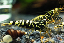 Lade das Bild in den Galerie-Viewer, Schwarze Galaxy Fishbone Garnele | Skyfish Stamm | Caridina sp. im Nano Aquarium
