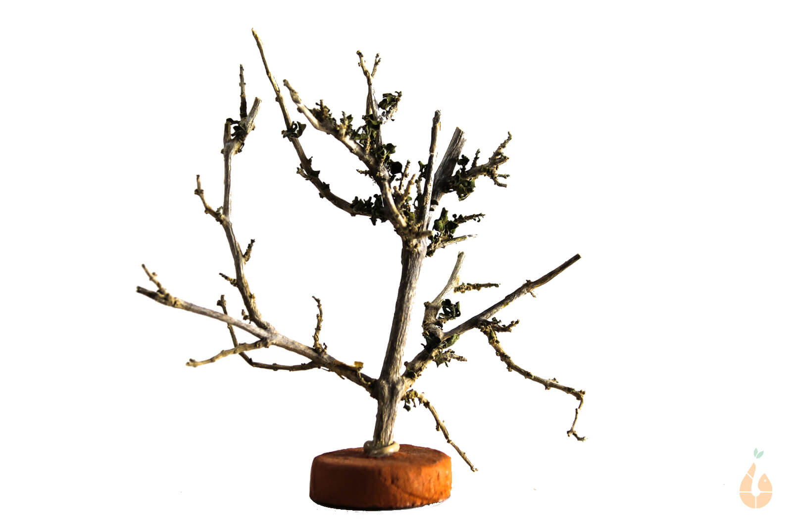 Garnelenbaum Nr.313 | 11x11x5cm (BxHxT)
