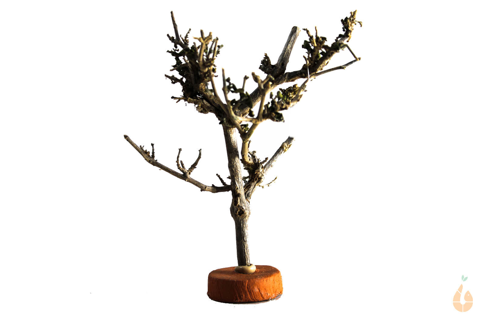 Garnelenbaum Nr.303 | 10x12x7cm (BxHxT)