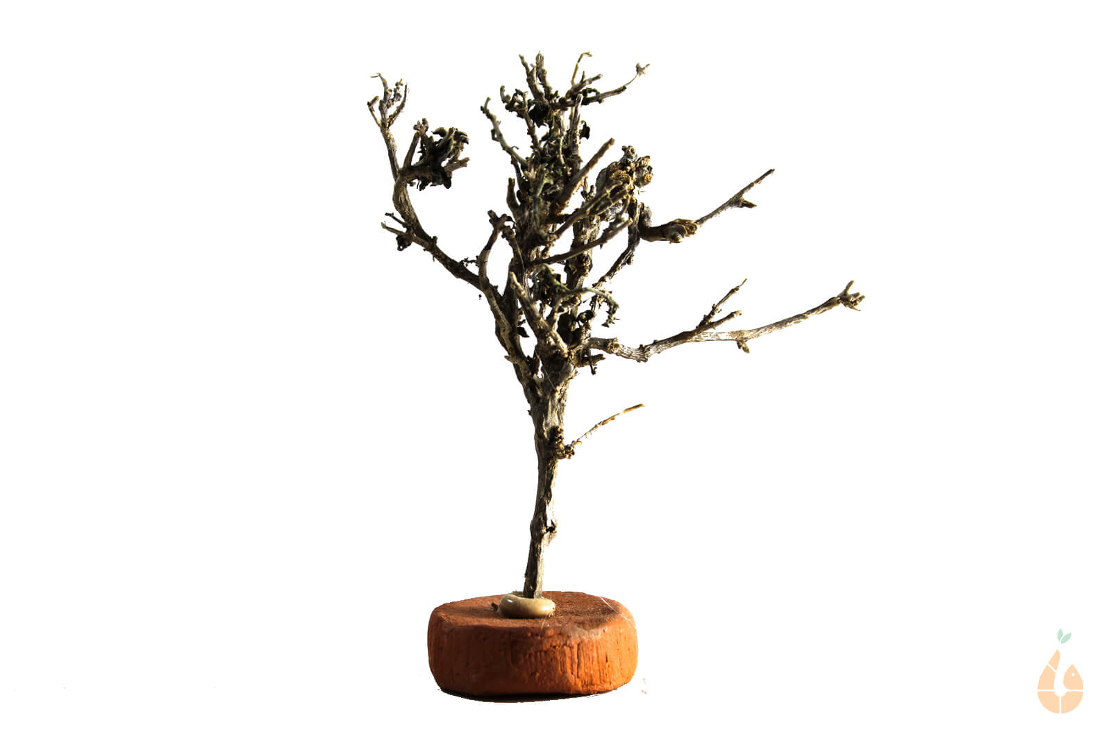 Garnelenbaum Nr.304 | 8x10x4cm (BxHxT)