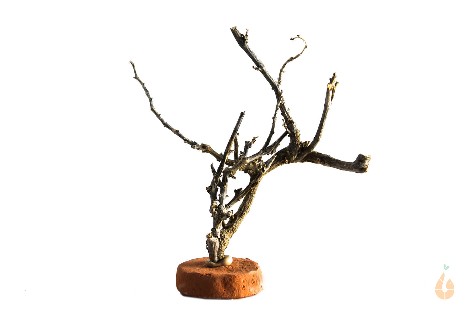 Garnelenbaum Nr.310 | 11x11x4cm (BxHxT)