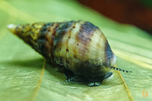 Lade das Bild in den Galerie-Viewer, Gestreifte Noppen Turmdeckelschnecke | Gestreifte TDS | Tarebia sp. - Rarität im Aquarium
