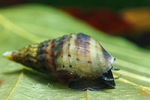 Lade das Bild in den Galerie-Viewer, Gestreifte Noppen Turmdeckelschnecke | Gestreifte TDS | Tarebia sp. - Rarität im Nano Aquarium
