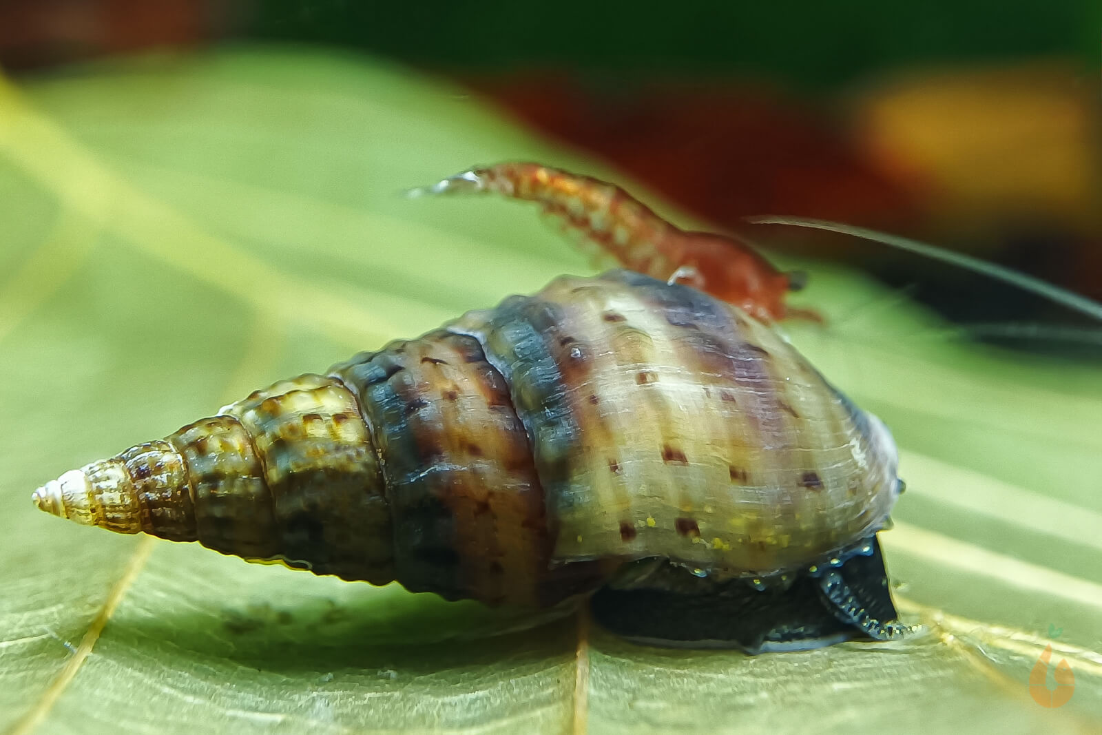 Gestreifte Noppen Turmdeckelschnecke | Gestreifte TDS | Tarebia sp. - Rarität mit Garnele im Aquarium