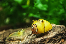 Lade das Bild in den Galerie-Viewer, Geweihschnecke / Hörnchenschnecke Bunt | Clithon Corona mit einer Yellow Garnele im Aquarium

