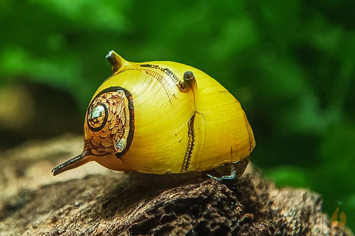 Geweihschnecke / Hörnchenschnecke Gelb-Schwarz | Clithon Corona 