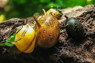 Geweihschnecke / Hörnchenschnecke Bunt | Clithon Corona im Aquarium