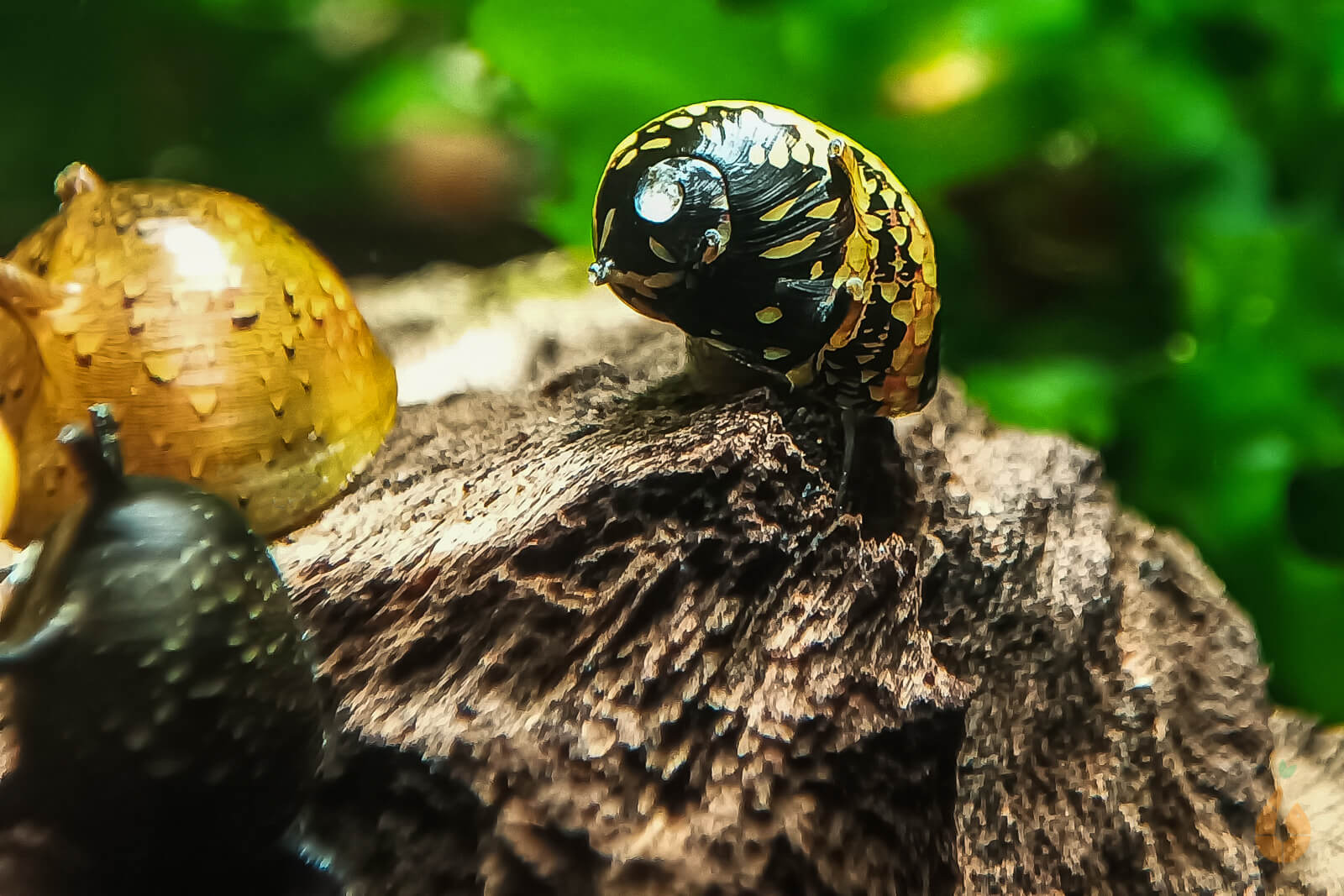 Geweihschnecke / Hörnchenschnecke Bunt Clithon Corona AquaBirne